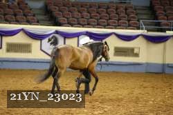 21YN_23023 thumbnail