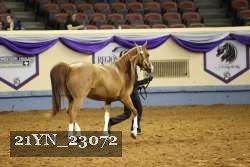 21YN_23072 thumbnail
