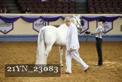 21YN_23083 thumbnail
