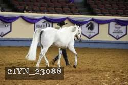 21YN_23088 thumbnail