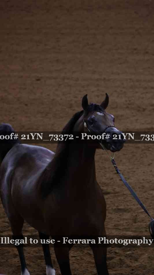 Proof Number 21YN_73372