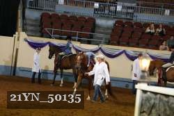 21YN_50135 thumbnail