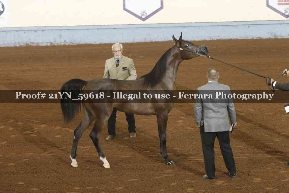 Proof Number 21YN_59618