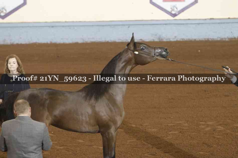 Proof Number 21YN_59623
