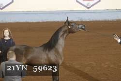 21YN_59623 thumbnail