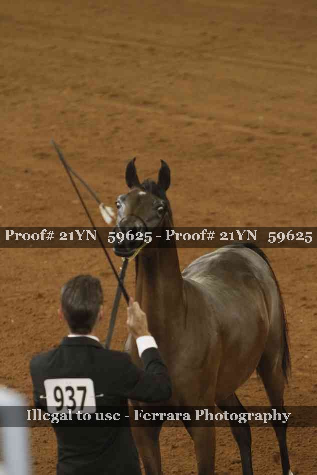 Proof Number 21YN_59625