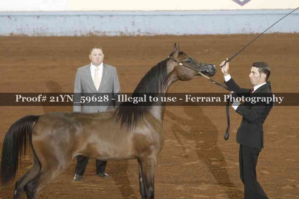 Proof Number 21YN_59628