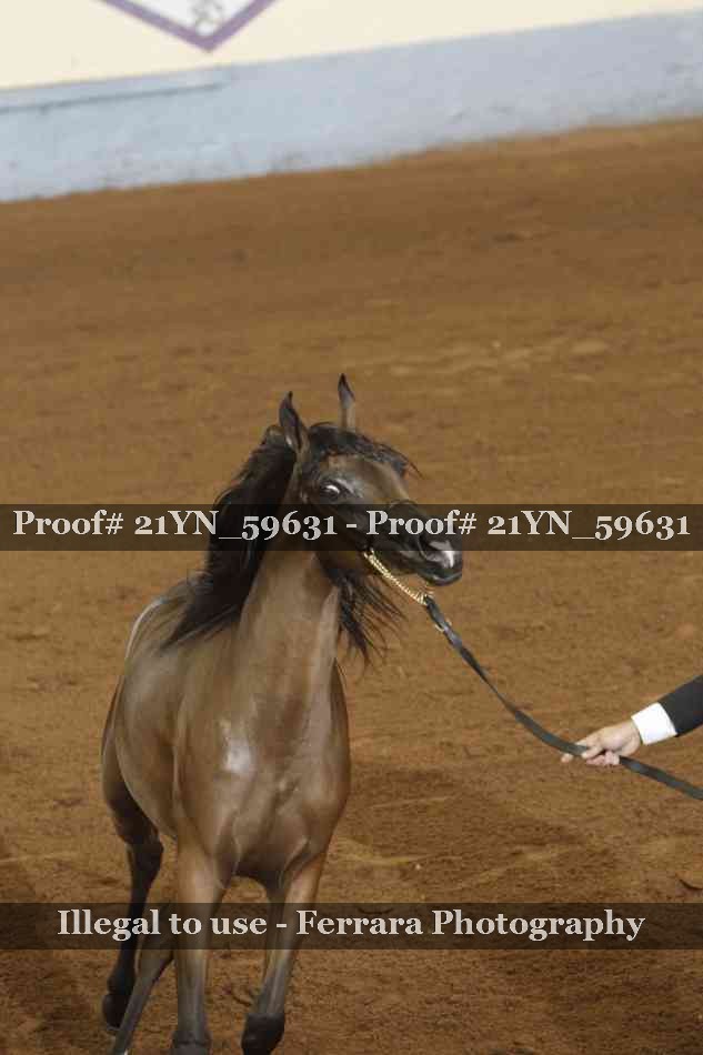 Proof Number 21YN_59631