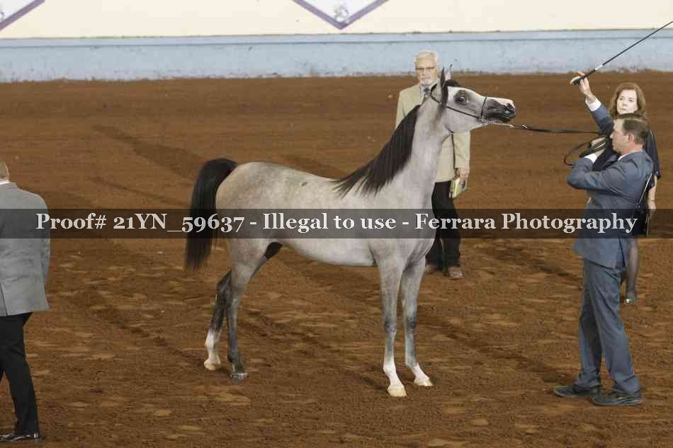 Proof Number 21YN_59637