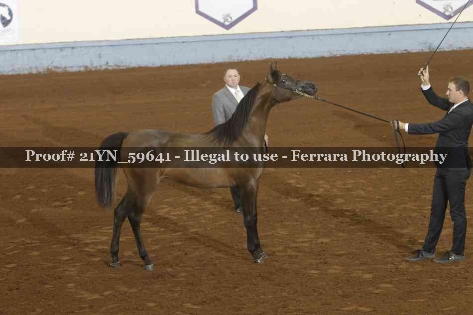 Proof Number 21YN_59641