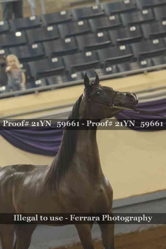 Proof Number 21YN_59661