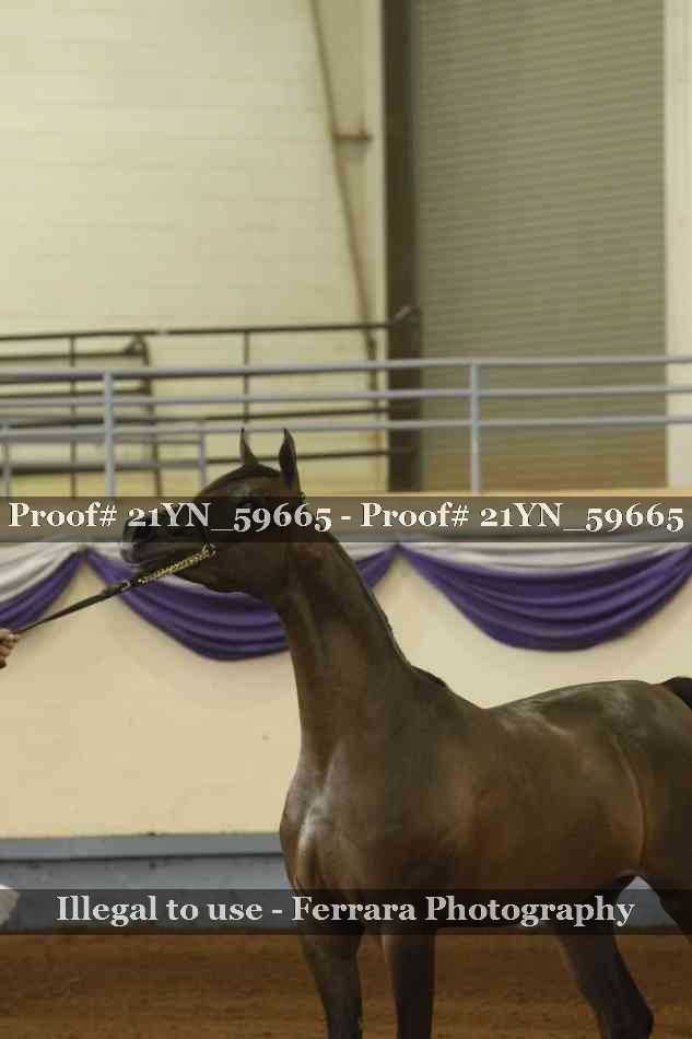 Proof Number 21YN_59665