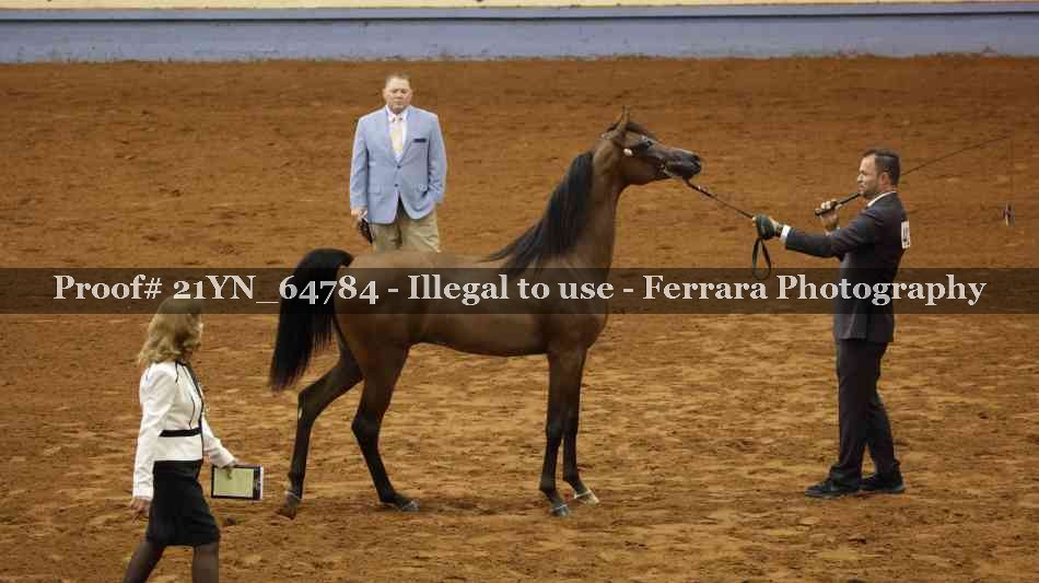 Proof Number 21YN_64784