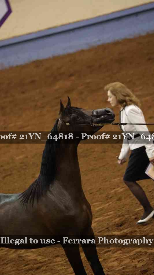 Proof Number 21YN_64818