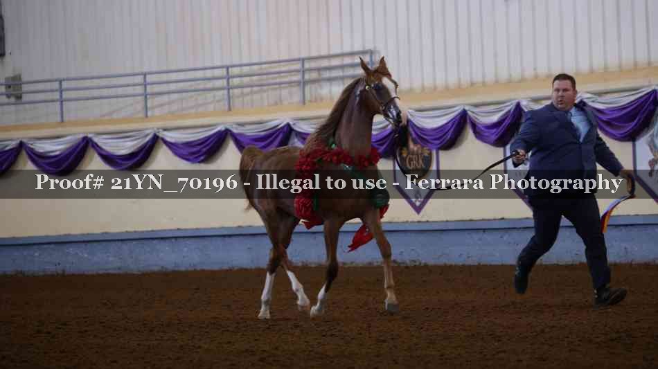 Proof Number 21YN_70196