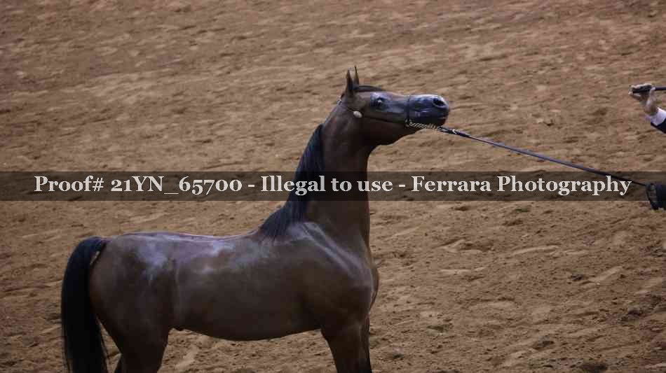 Proof Number 21YN_65700
