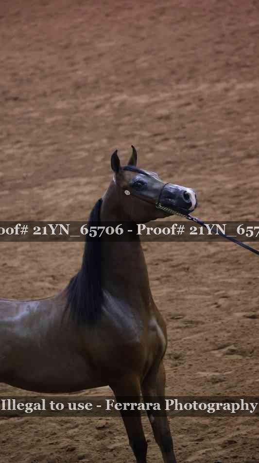 Proof Number 21YN_65706