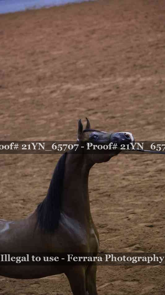 Proof Number 21YN_65707