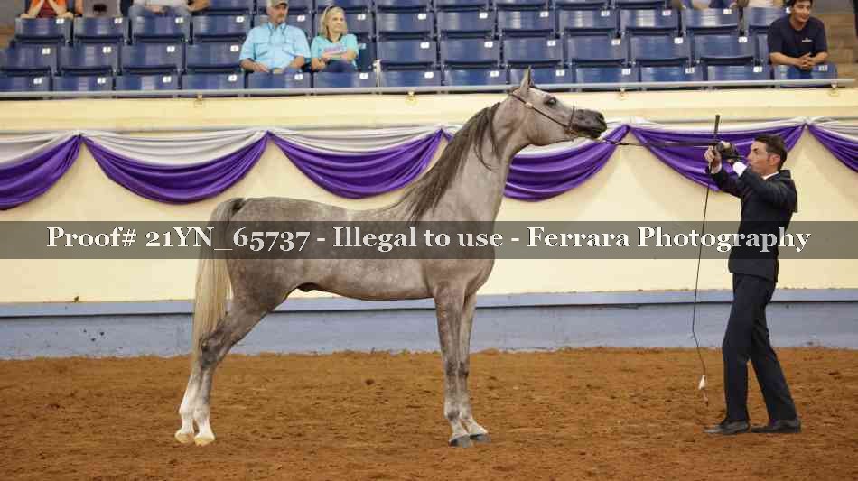 Proof Number 21YN_65737