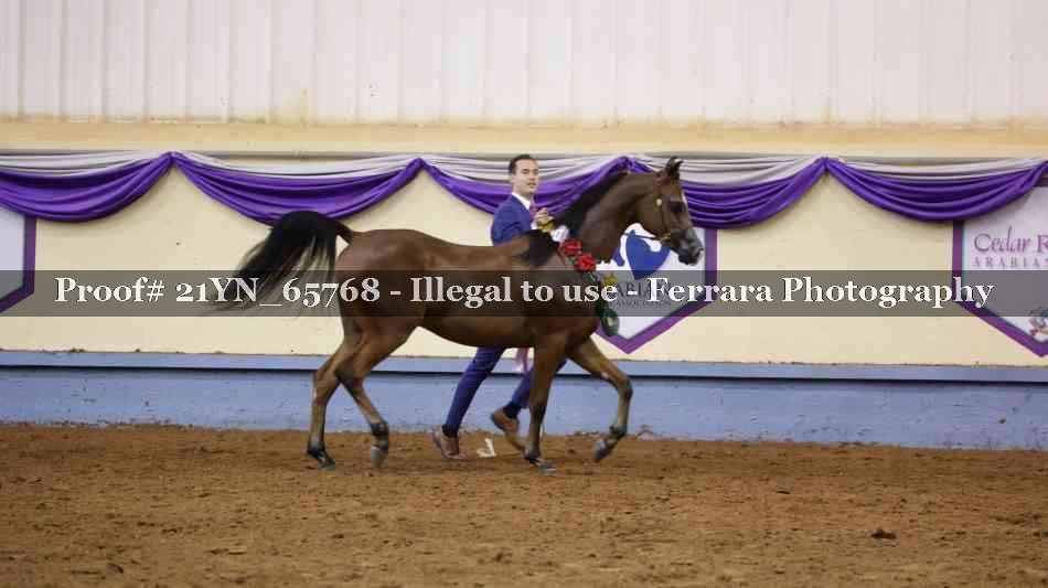 Proof Number 21YN_65768