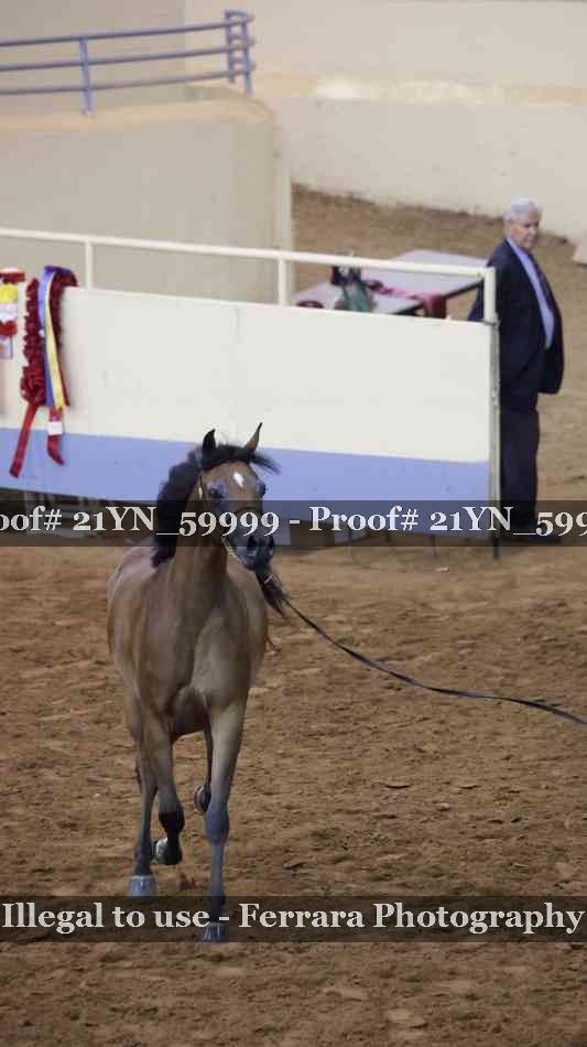 Proof Number 21YN_59999