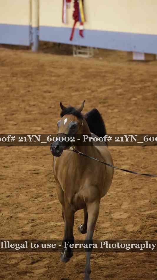 Proof Number 21YN_60002
