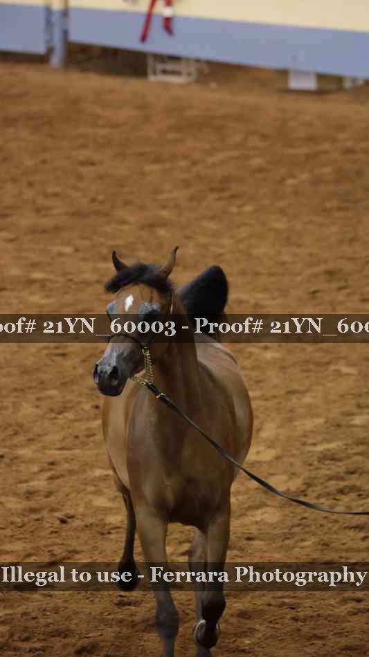 Proof Number 21YN_60003