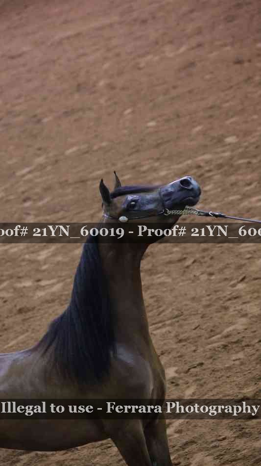 Proof Number 21YN_60019
