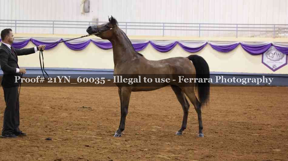 Proof Number 21YN_60035