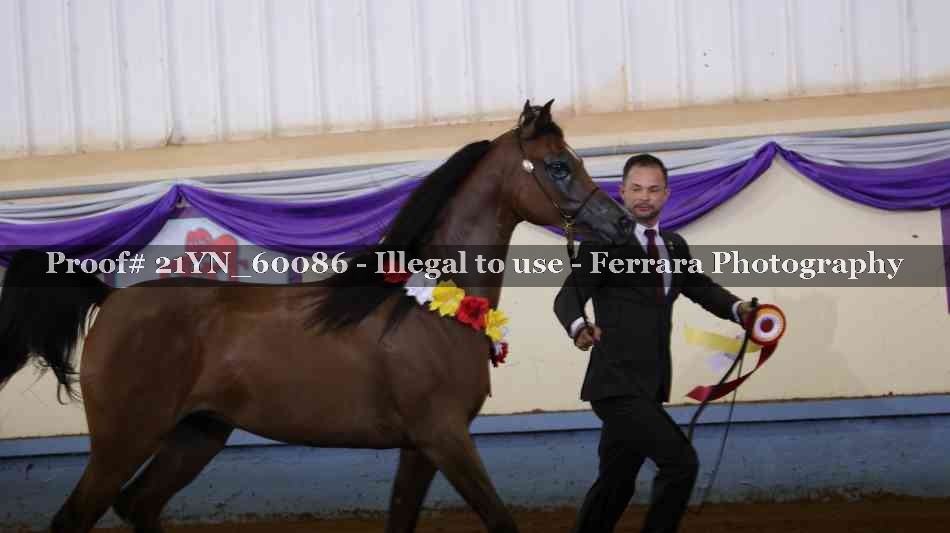 Proof Number 21YN_60086