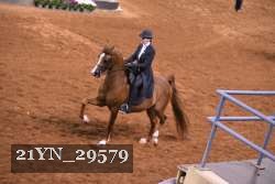 21YN_29579 thumbnail