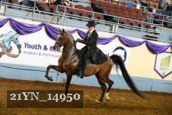21YN_14950 thumbnail