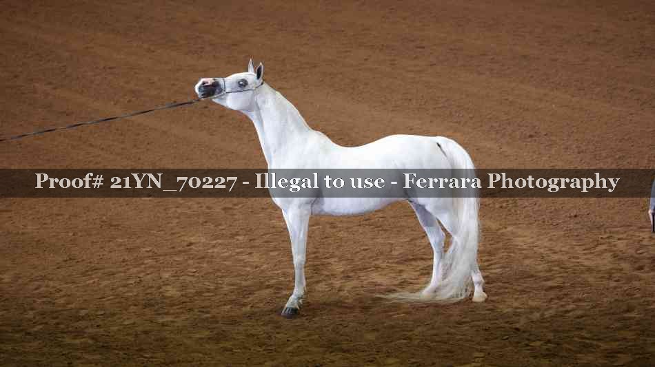 Proof Number 21YN_70227
