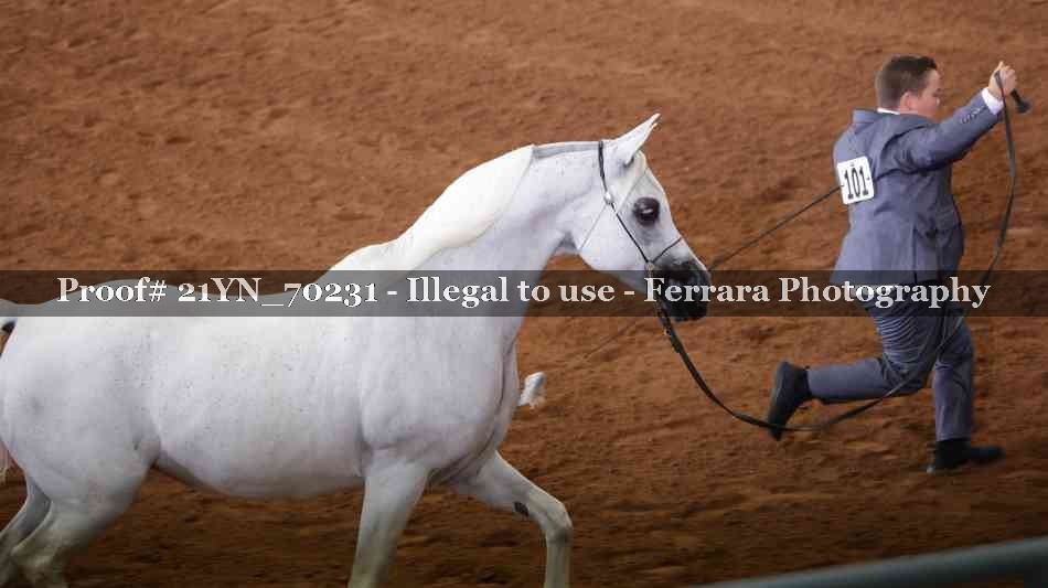 Proof Number 21YN_70231
