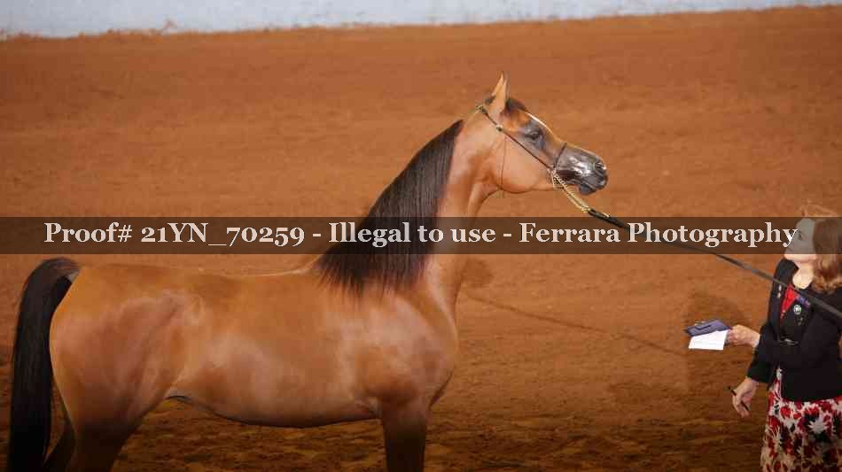 Proof Number 21YN_70259