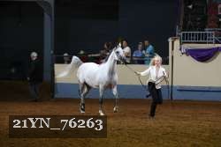 21YN_76263 thumbnail