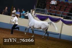 21YN_76266 thumbnail