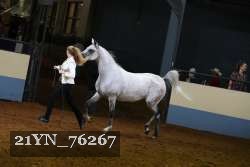 21YN_76267 thumbnail