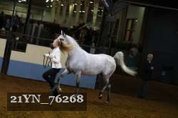 21YN_76268 thumbnail