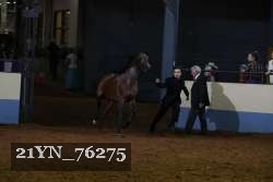 21YN_76275 thumbnail