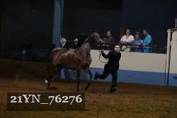 21YN_76276 thumbnail