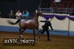 21YN_76277 thumbnail