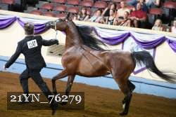 21YN_76279 thumbnail