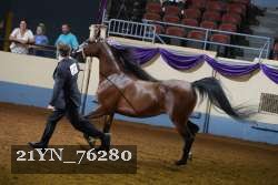 21YN_76280 thumbnail