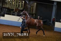 21YN_76281 thumbnail