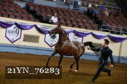 21YN_76283 thumbnail