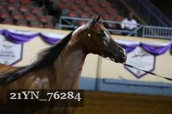 21YN_76284 thumbnail