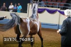 21YN_76285 thumbnail