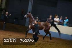 21YN_76286 thumbnail