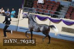21YN_76325 thumbnail